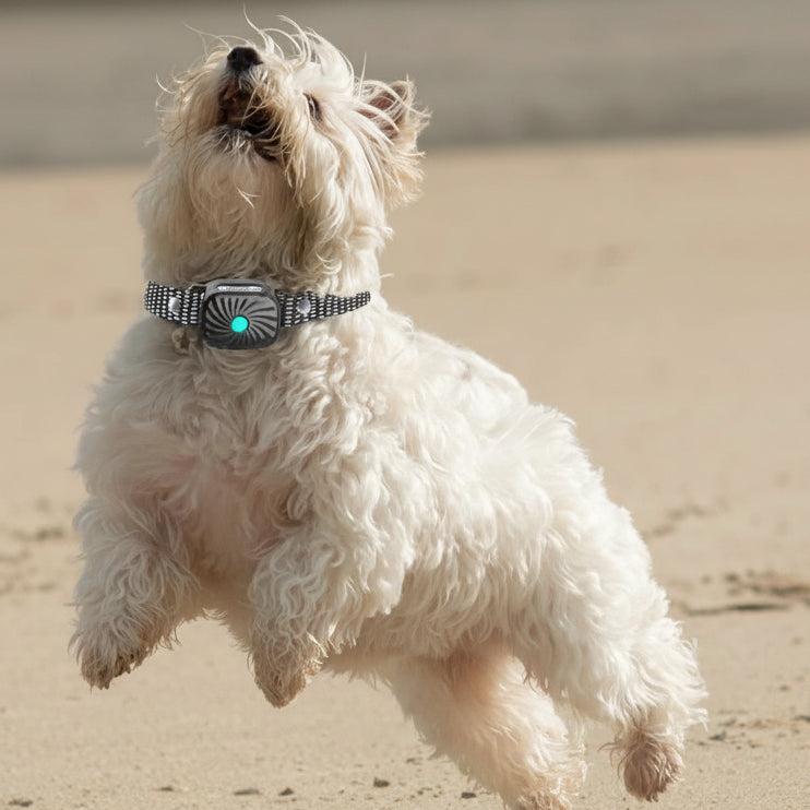 Sanfter Anti-Bell-Halsband mit Klang & Vibration für kleine Hunde