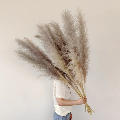 Boho Trocken-Pampasgras für die Wohnkultur