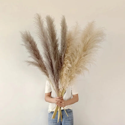 Boho Trocken-Pampasgras für die Wohnkultur