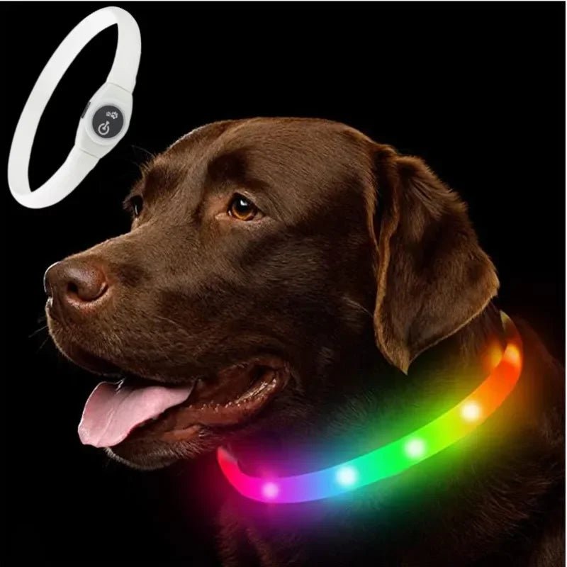 LED-Hundehalsband für sichere Abendspaziergänge