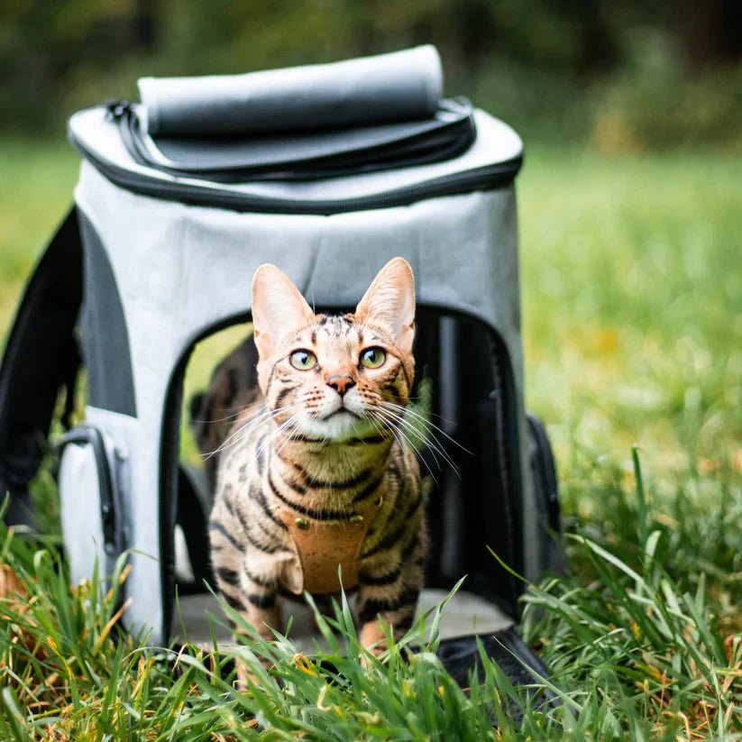 Bequemer Katzen-Rucksack mit Sichtfenster