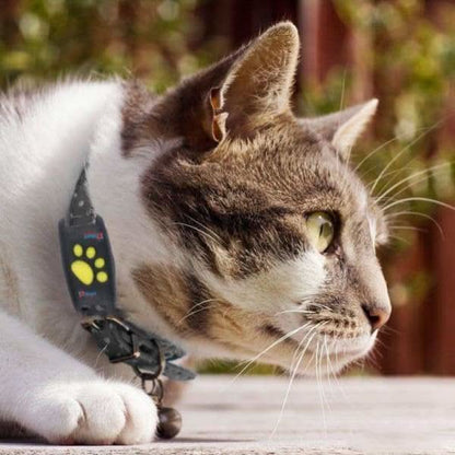 GPS-Tracker für Katzen – Echtzeit-Standortverfolgung ohne Abonnement