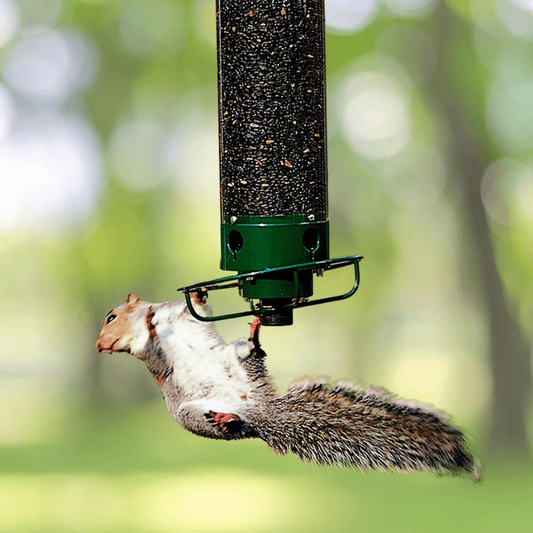 Eichhörnchen-sichere Vogelhaus mit drehbarem Sitzplatz und 4 Futteröffnungen