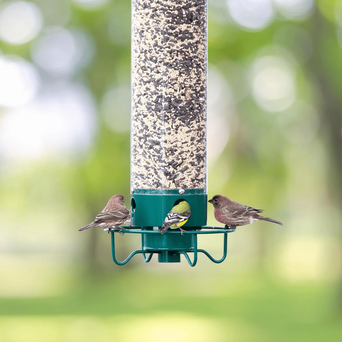 Eichhörnchen-sichere Vogelhaus mit drehbarem Sitzplatz und 4 Futteröffnungen