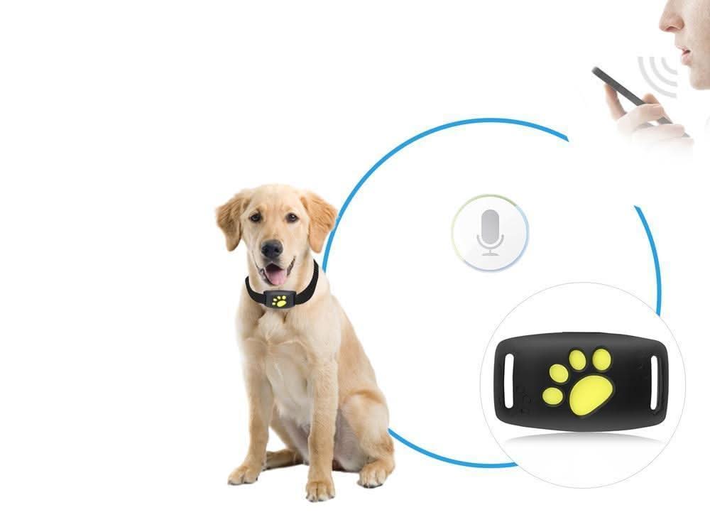 GPS-Tracker für Katzen – Echtzeit-Standortverfolgung ohne Abonnement