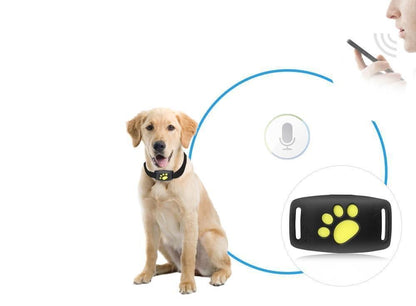 GPS-Tracker für Katzen – Echtzeit-Standortverfolgung ohne Abonnement