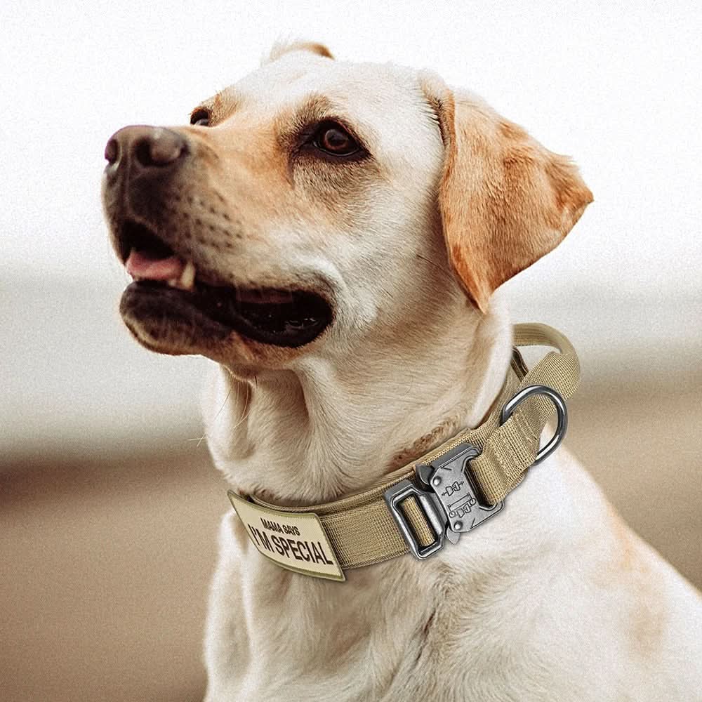 Haltbares Verstellbares Hundehalsband-Set – Ideal für Training und den Alltag